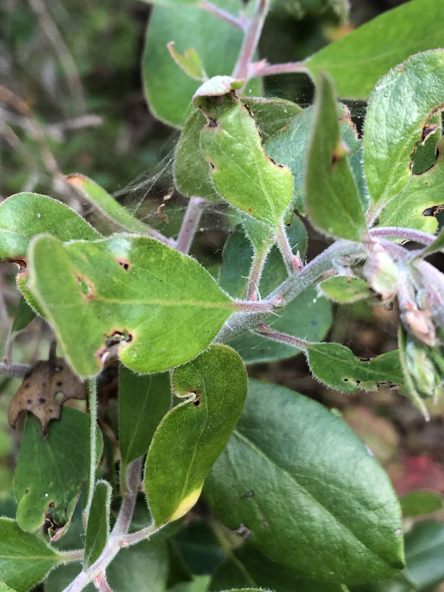 Image of dacite manzanita