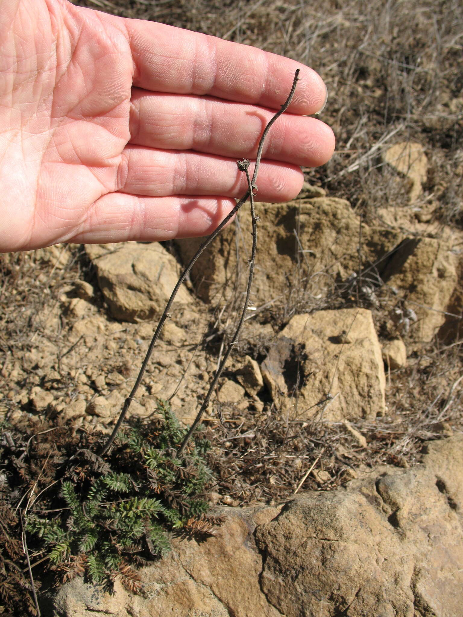 Plancia ëd Acaena pinnatifida var. californica (Bitter) Jeps.