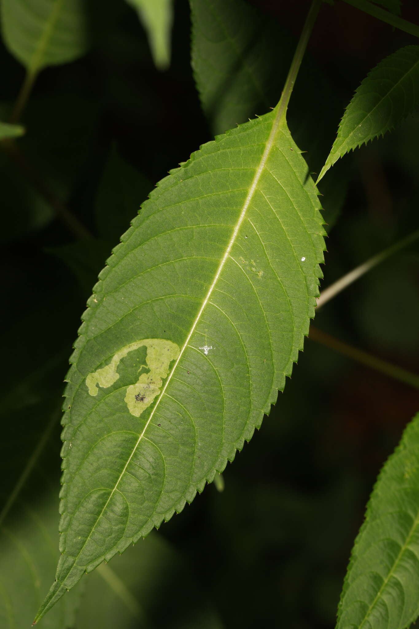 Image of Jewelweed Leafminer