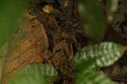 Image of Sclerophrys tuberosa (Günther 1858)