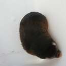 Image of Fynbos Golden Mole