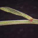 Imagem de Linum arenicola (Small) H. Winkler