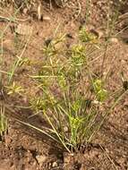 Image of Cyperus pelophilus Ridl.