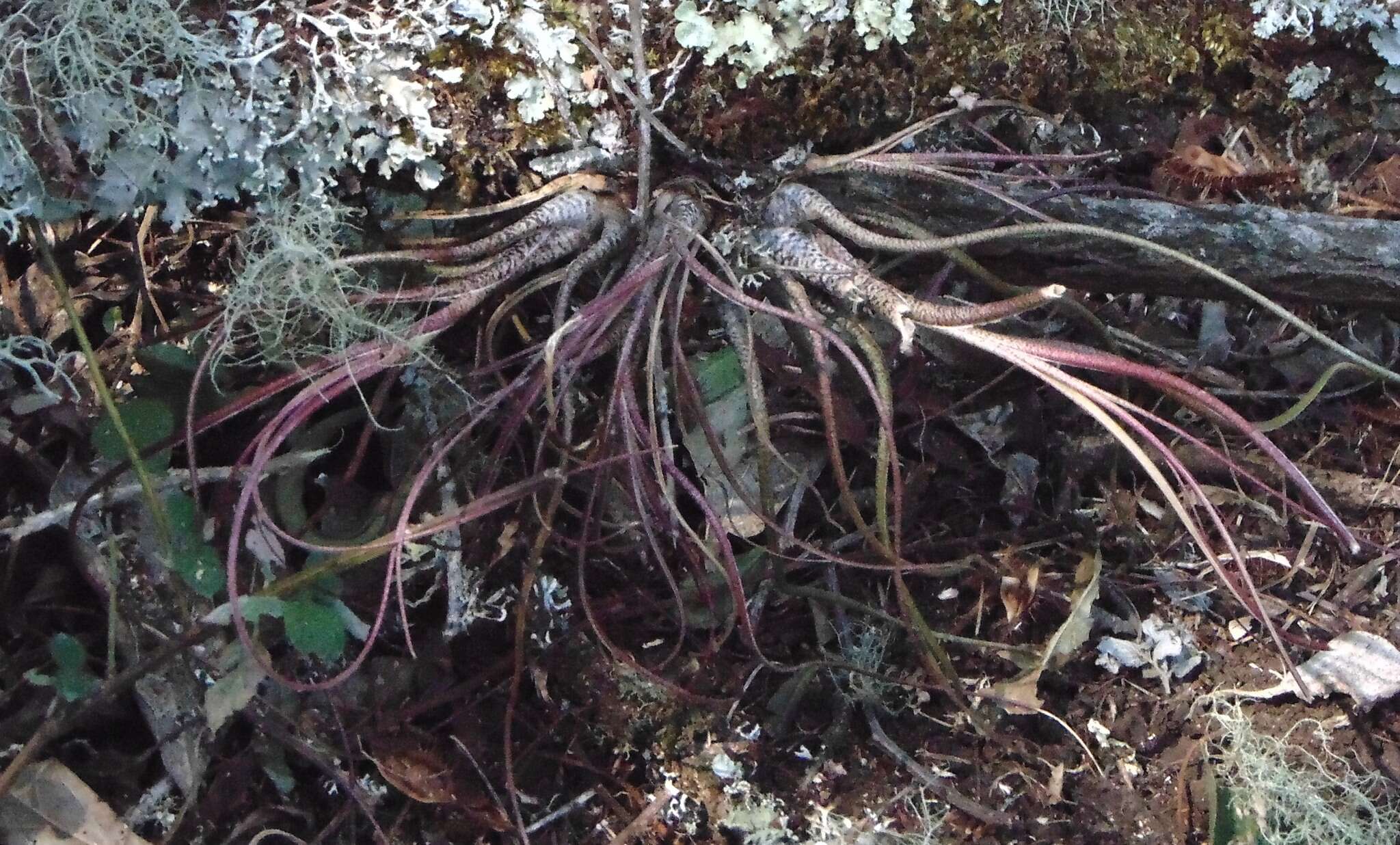 Image of Tillandsia butzii Mez