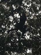 Image of Panama capuchin monkey