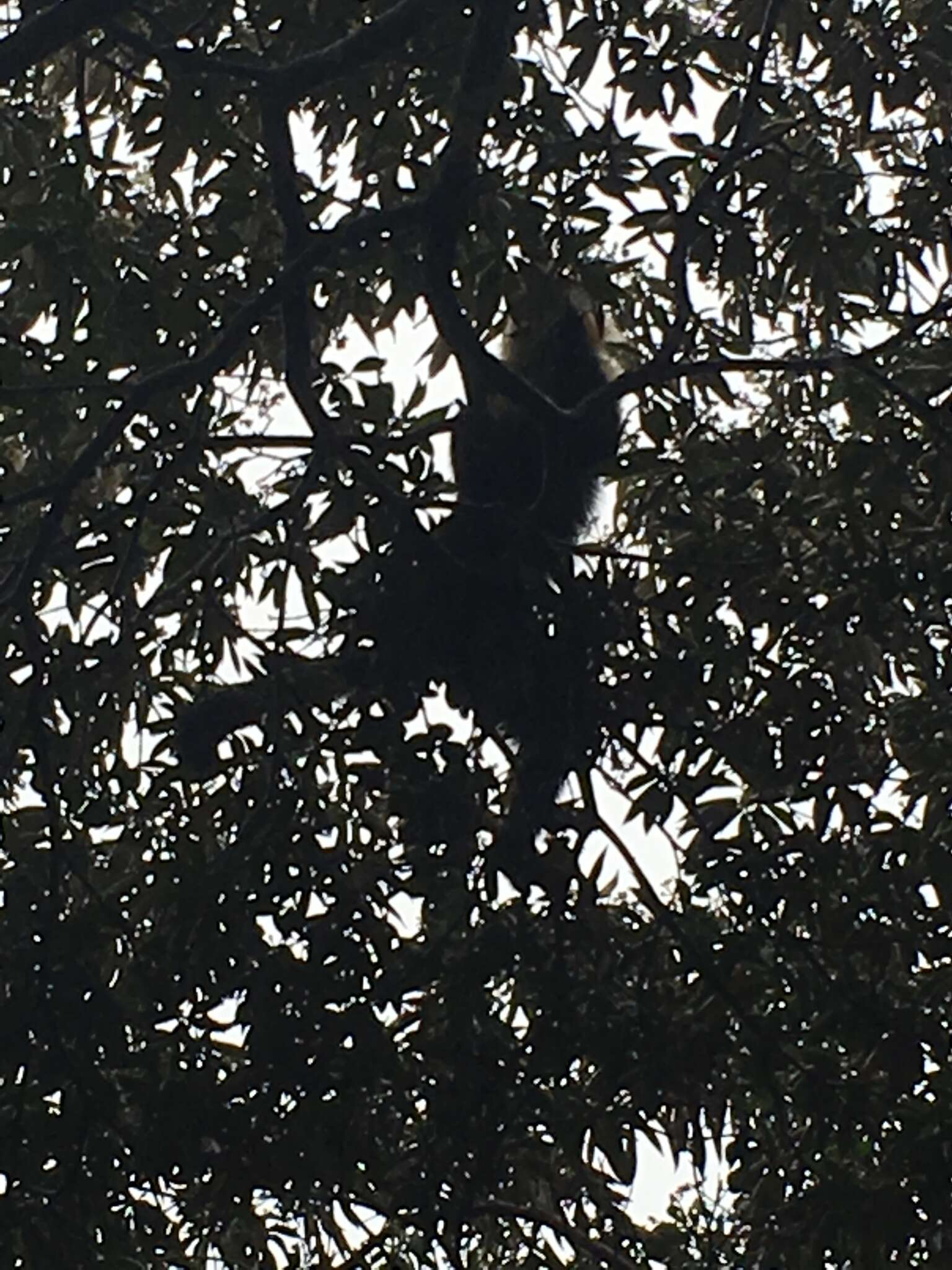 Image of Panama capuchin monkey