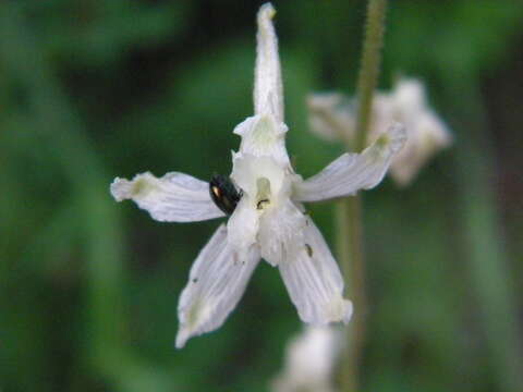 Delphinium xantholeucum Piper的圖片