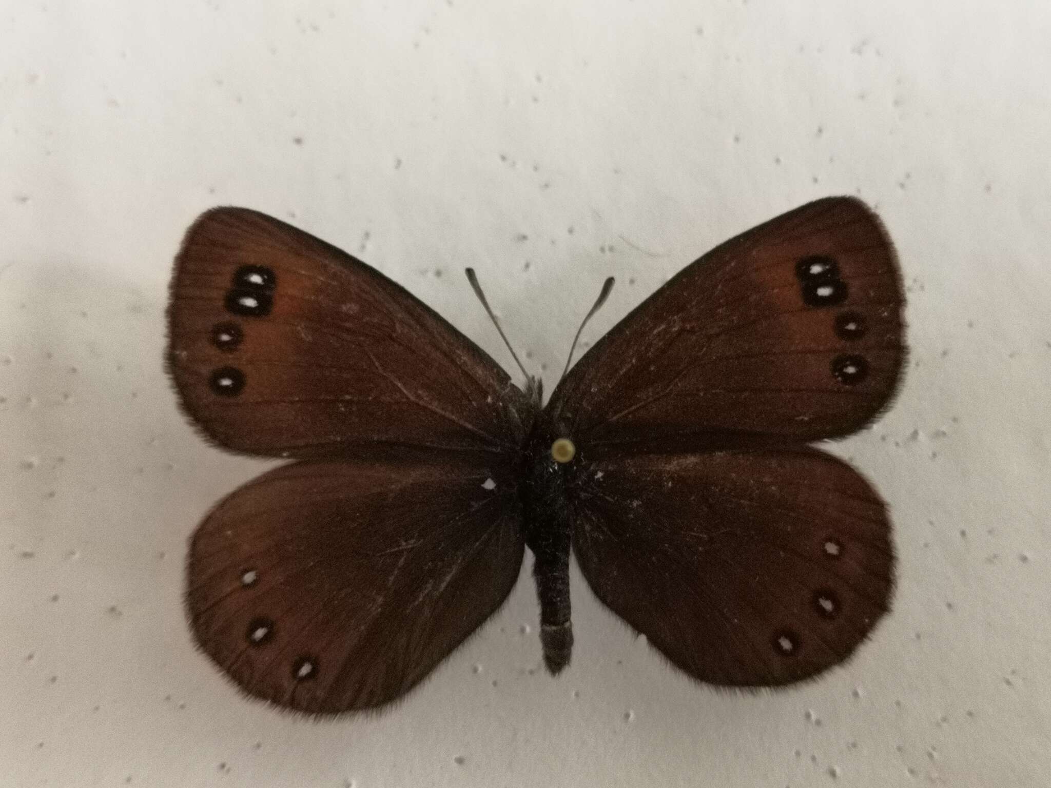 Erebia pluto De Prunner 1798 resmi