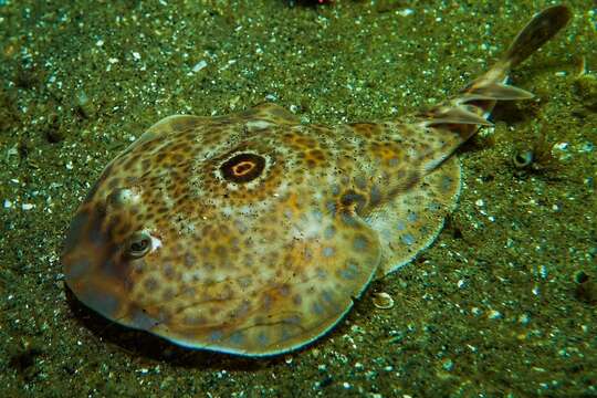 Image of Bullseye Electric Ray