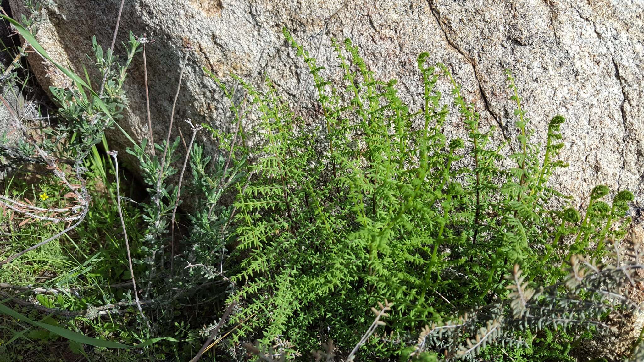 Image of birdfoot cliffbrake