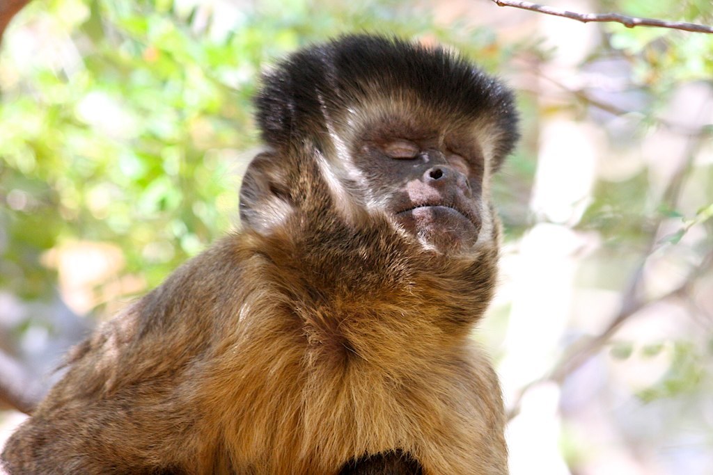 Image of Bearded capuchin