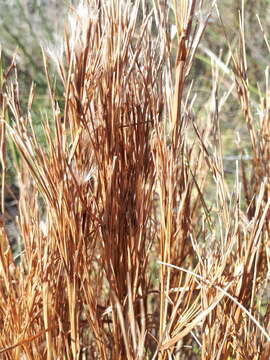 Image of Schizachyrium spicatum (Spreng.) Herter