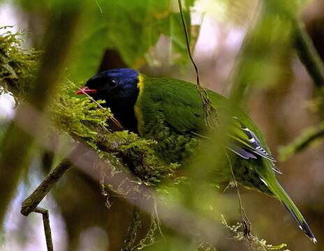 Image of Band-tailed Fruiteater