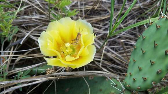 Image of Grassland Pricklypear