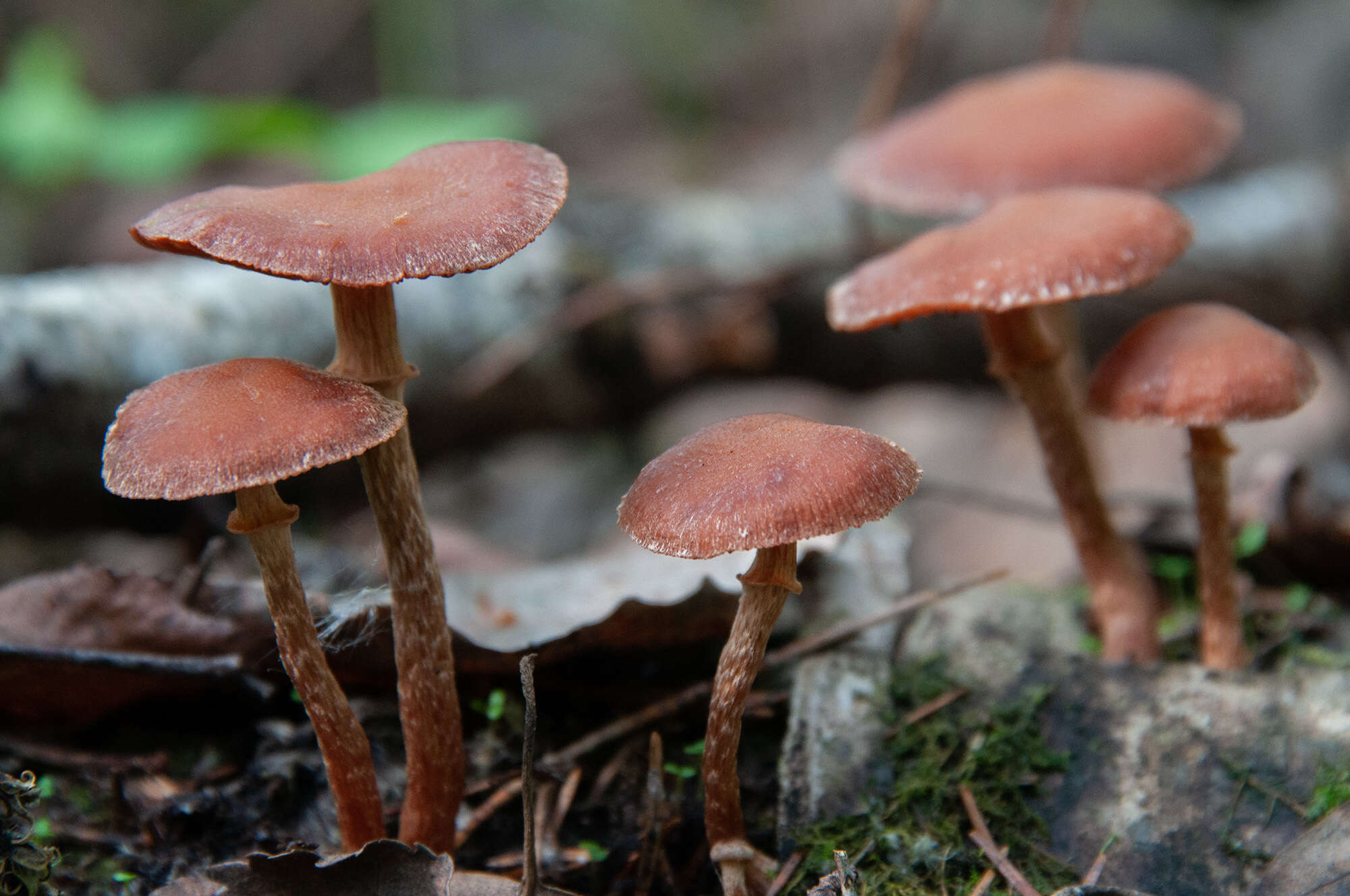 Image of Tubaria confragosa (Fr.) Harmaja 1978