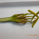 Image of Agave madrensis Villarreal, Ram.-Gam. & A. E. Estrada