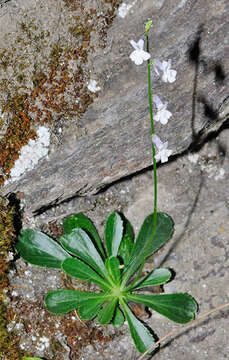 Слика од Anarrhinum laxiflorum Boiss.