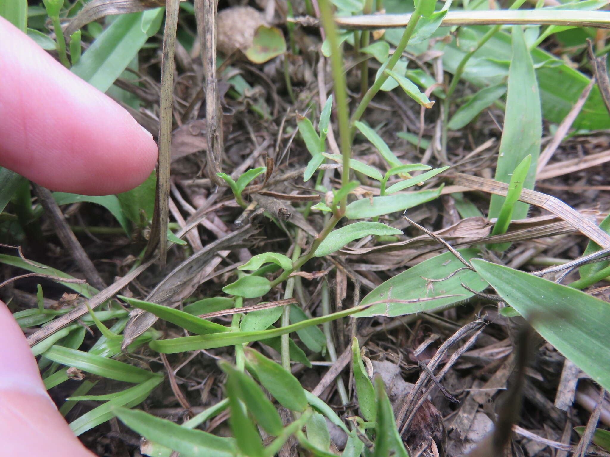 Image of Chinese lobelia