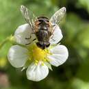 صورة Eristalis croceimaculata Jacobs 1900