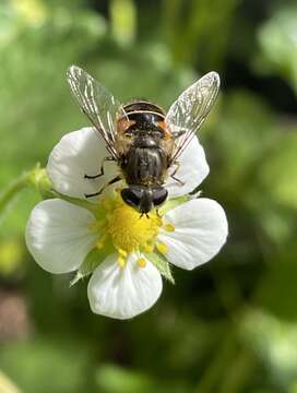 Image of Eristalis croceimaculata Jacobs 1900