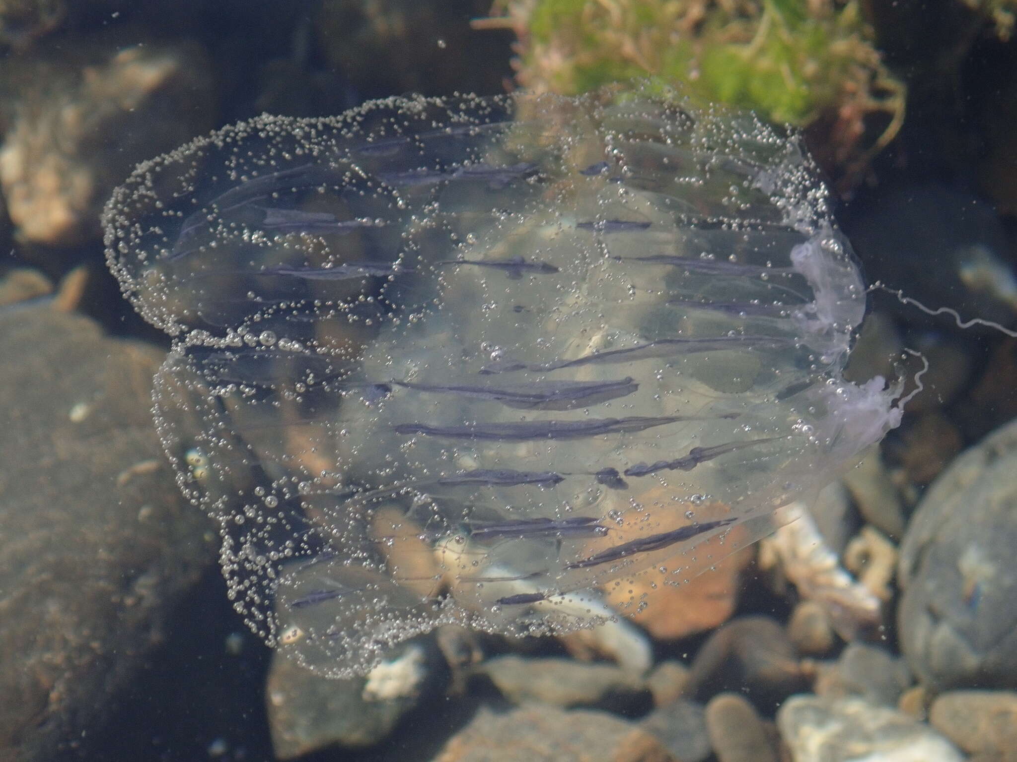 Image of crystal jelly