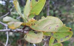 Imagem de Banisteriopsis latifolia (A. Juss.) B. Gates