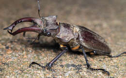 Plancia ëd Lucanus maculifemoratus Motschulsky 1861