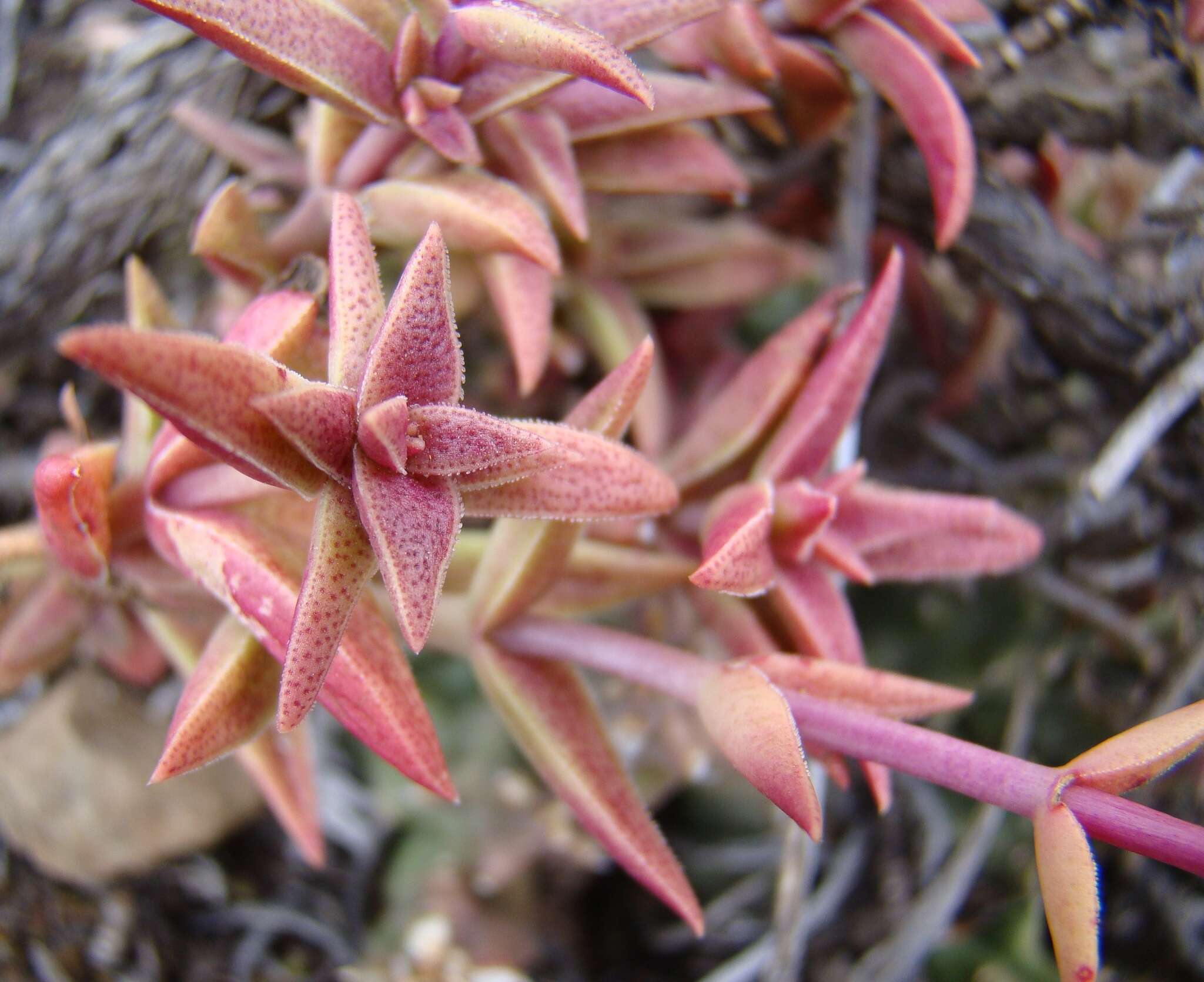 Image of Crassula capitella subsp. thyrsiflora (Thunb.) Tölken