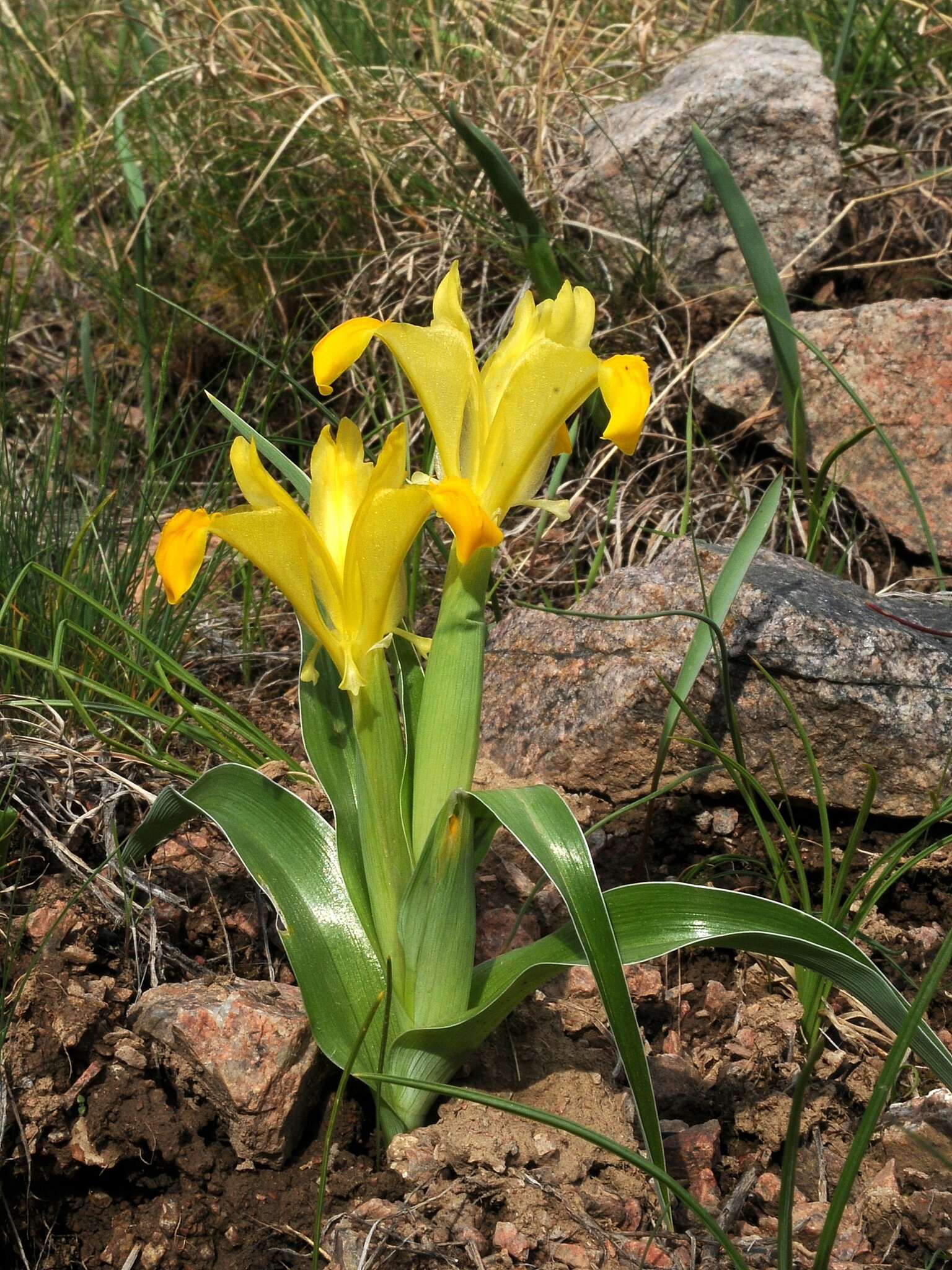 Iris orchioides Carrière的圖片