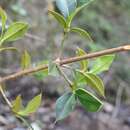 Image de Garcinia glaucescens Alain & M. Mejía