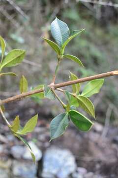 Image of Garcinia glaucescens Alain & M. Mejía