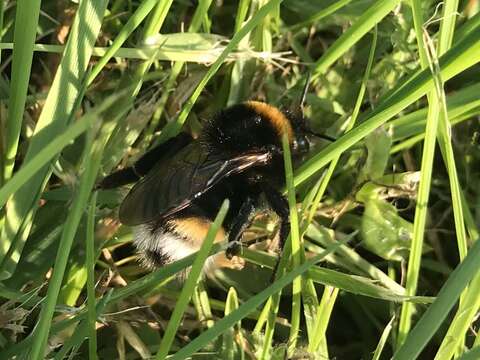 Image of Vestal cuckoo bee