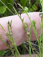 Image of Sandplain Flax