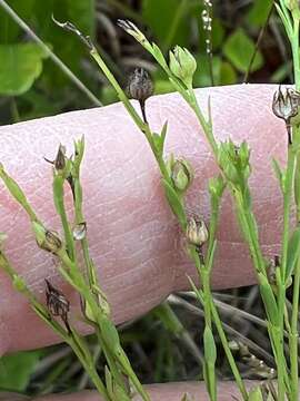 Linum intercursum E. P. Bicknell resmi