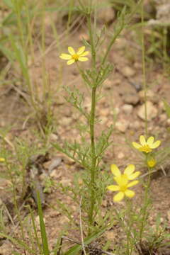 Plancia ëd Senecio tenuifolius Burm. fil.