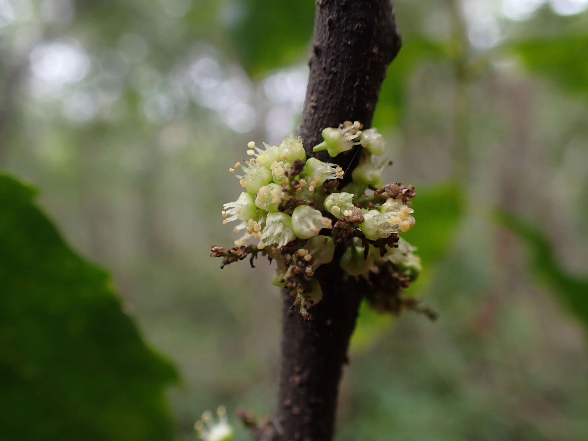 Imagem de Lepidocupania glomeriflora (Radlk.) Buerki, Callm., Munzinger & Lowry