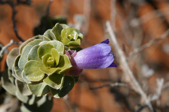 Image of Eremophila cuneifolia Kränzl.