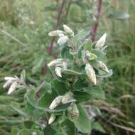 Image of Brickellia secundiflora (Lag.) A. Gray