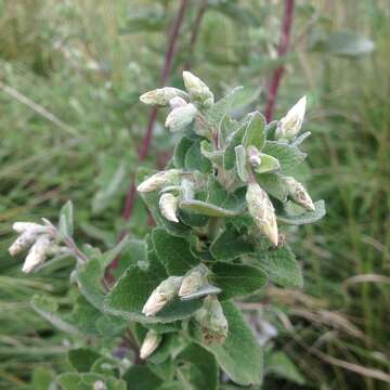 Image de Brickellia secundiflora (Lag.) A. Gray