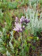 Image of Jurinea multiflora (L.) B. Fedtsch.