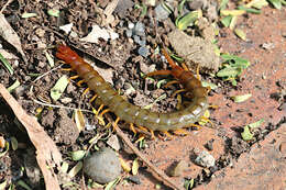 Image of Cormocephalus brachyceras L. E. Koch 1983