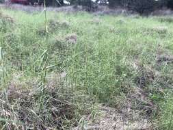 صورة Muhlenbergia utilis (Torr.) Hitchc.