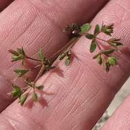 Image de Sidotheca caryophylloides (Parry) Reveal