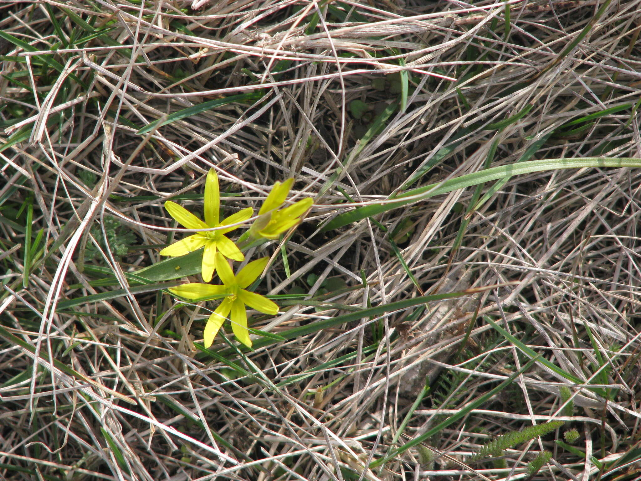 Image of Gagea pusilla (F. W. Schmidt) Sweet