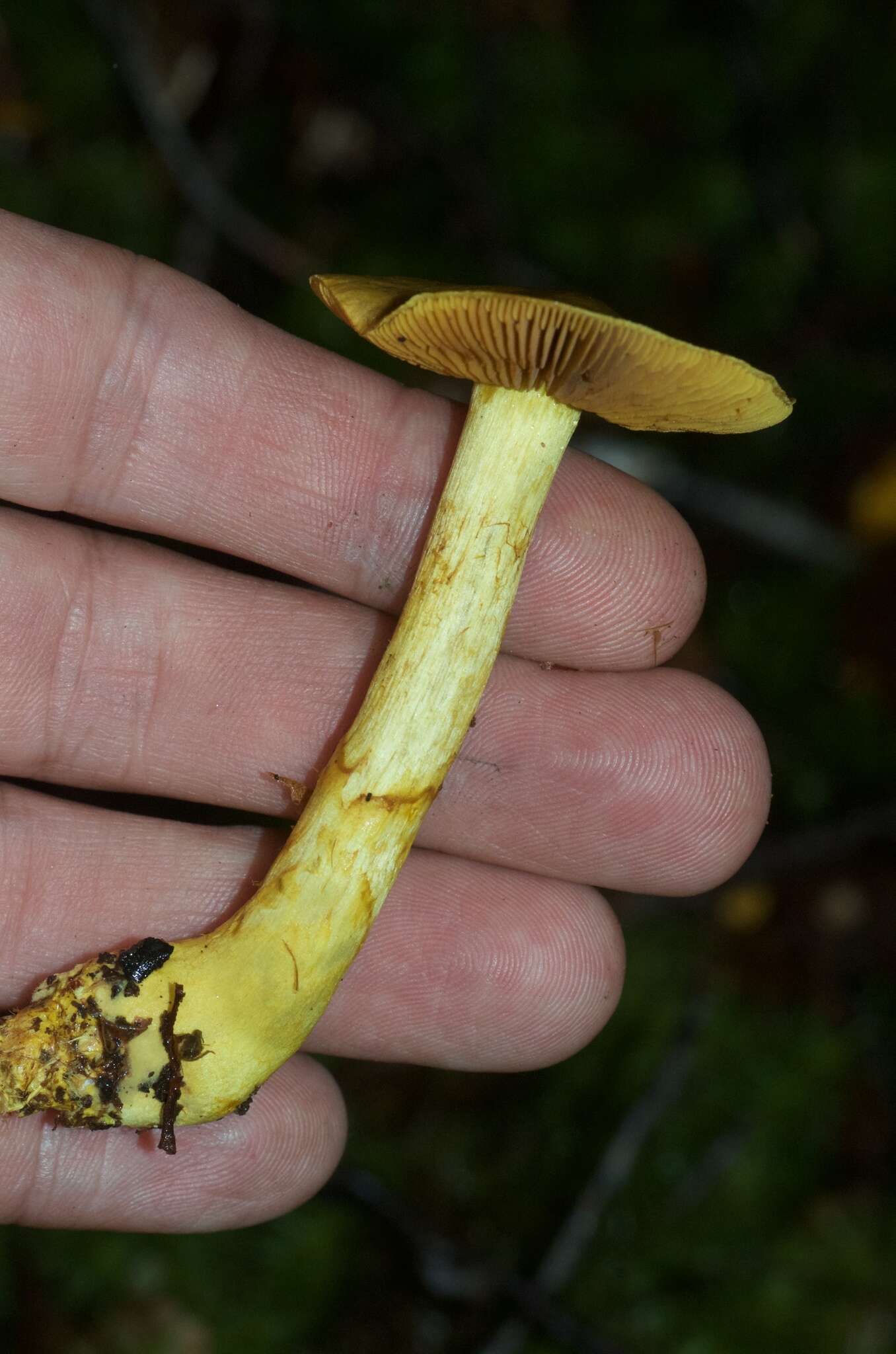 Image of Cortinarius canarius (E. Horak) Gasparini 2014