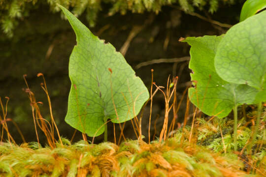 Image of Triploid Fern