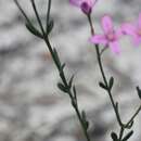 Image of Boronia spathulata Lindl.