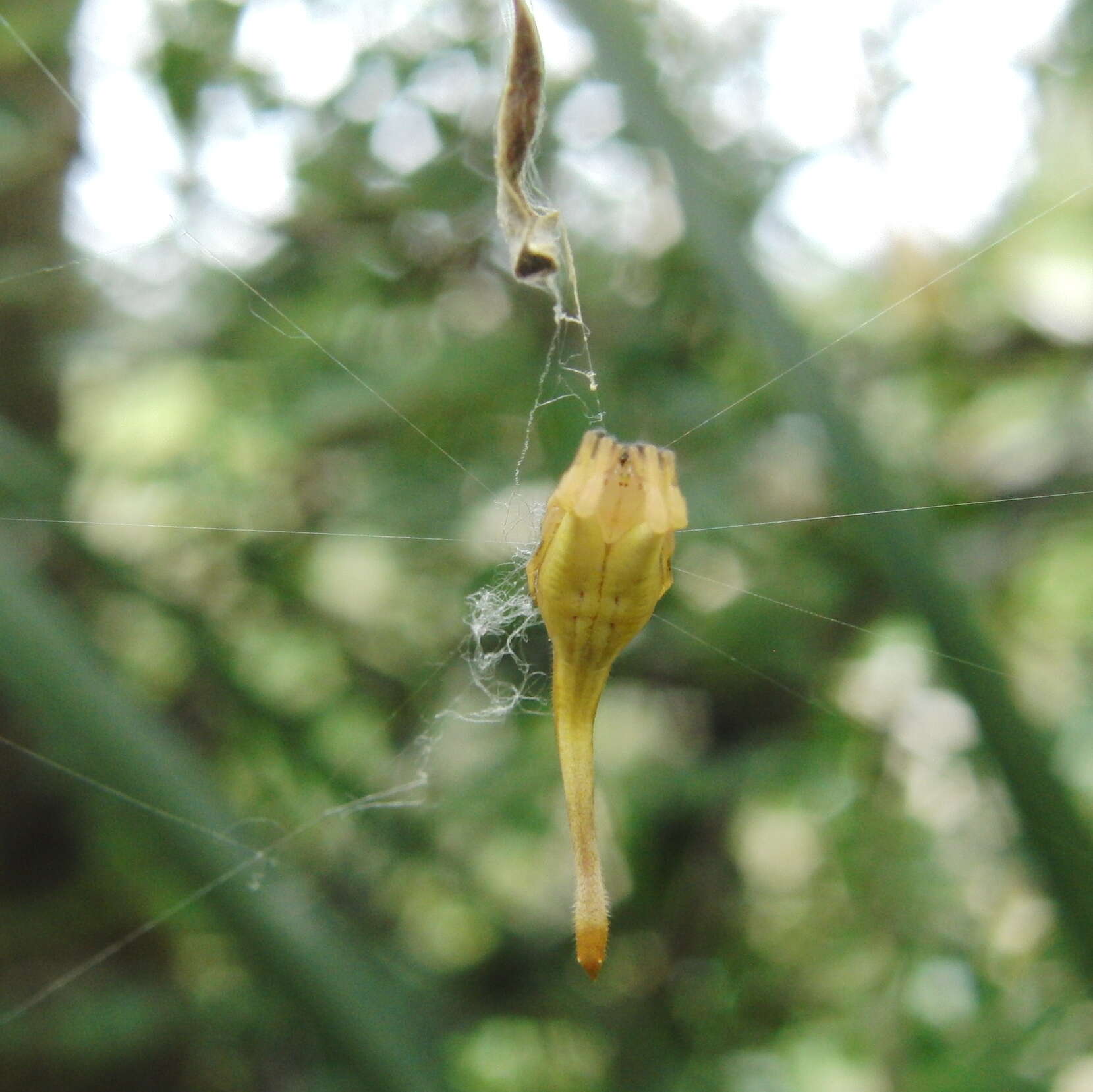 Image of Arachnura feredayi (L. Koch 1872)