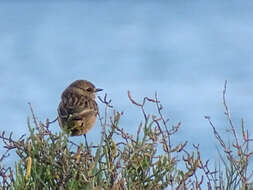 Image of Saxicola rubicola rubicola (Linnaeus 1766)