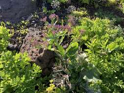 Image of Limonium imbricatum (Webb ex Girard) Hubbard ex L. H. Bailey